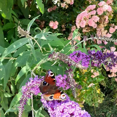 Andrea Διαμέρισμα Eugendorf